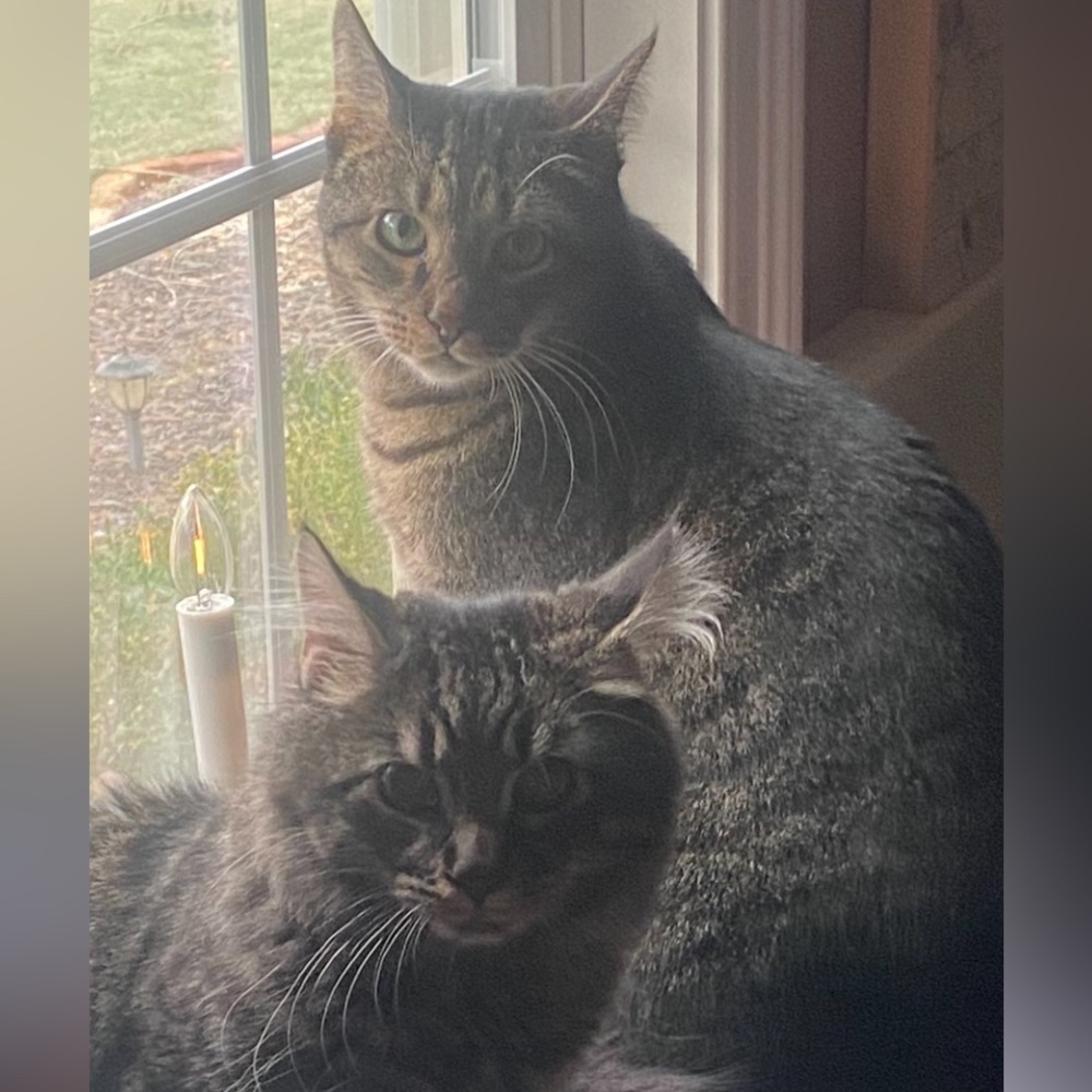 Meet your Posher, Annie